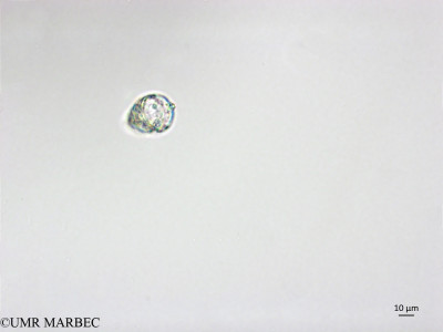 phyto/Brazilian_Nordeste/FernandodeNoronha_station1/ABRACOS1 October 2015/Azadinium caudatum (Snap-1532)(copy)_thumb.jpg